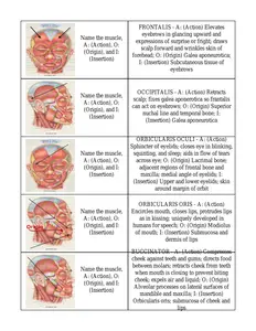 Questions - Test Bank for Biology 105 _ Anatomy & Physiology Labs II plus thumbnail